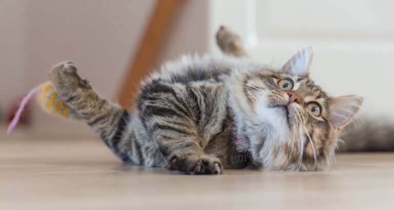 Get Help Understanding Your Cat With These Top Tips