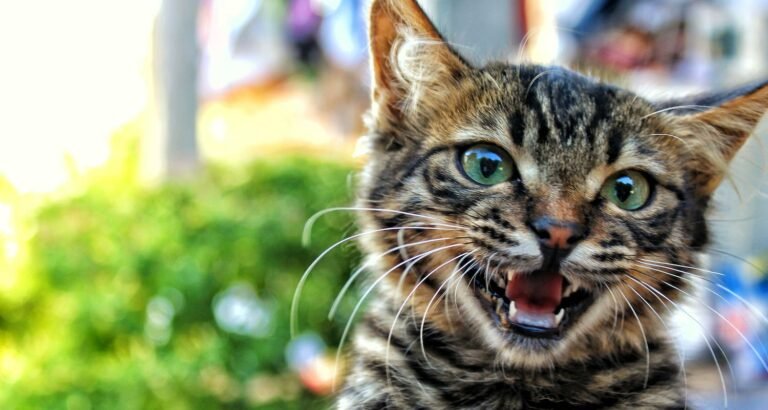 Meow! What You Need To Know About Cat Care