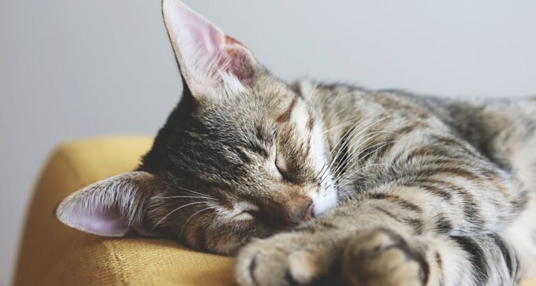 This Article Is Perfect For Cat Owners